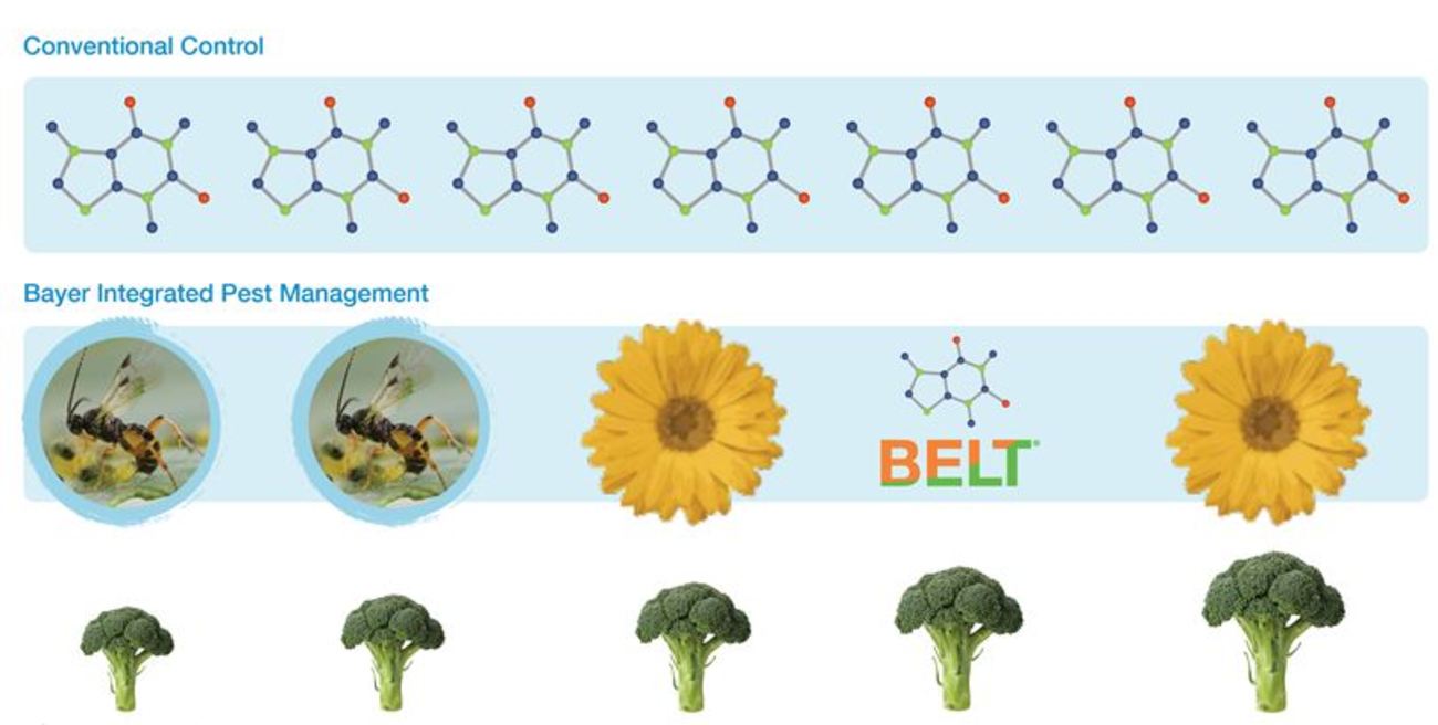 Figure 3: The e-IPM program Legend: Insect=Diadegma wasp, Flower=Bt insecticide, Molecule=Chemical Insecticide