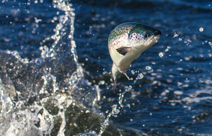Cropped fishie